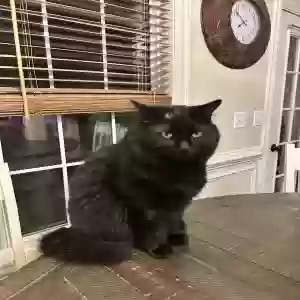 lost male cat ponky
