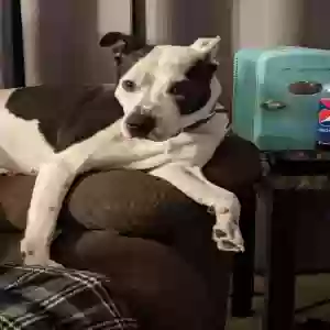 lost female dog dally