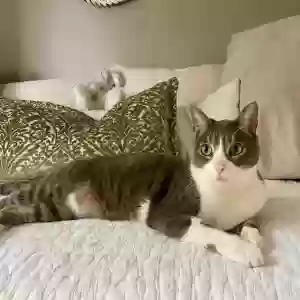 lost male cat unknown