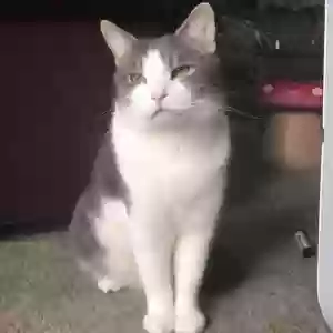 lost male cat mu