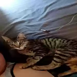 lost male cat tiger