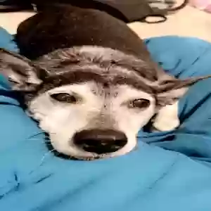 lost male dog tigger