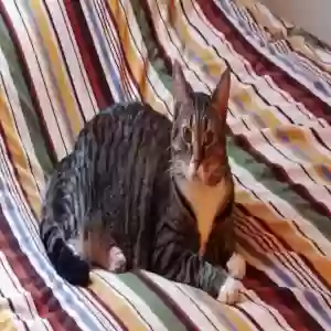 lost female cat andromeda