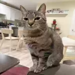 lost male cat charlie