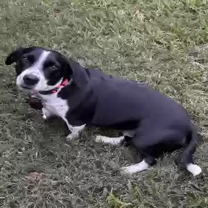 lost female dog shyla