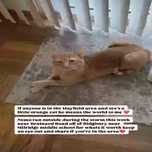 lost male cat nemo