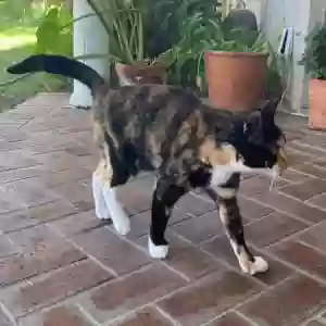 lost female cat polly