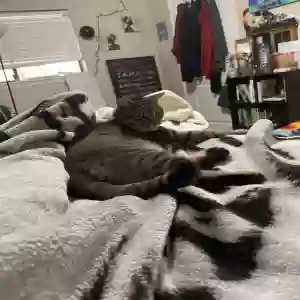 lost female cat sam ( samwise )