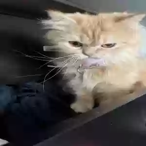 lost female cat eevee