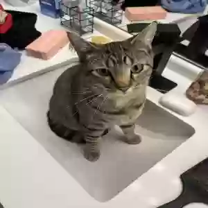 lost male cat guillermo