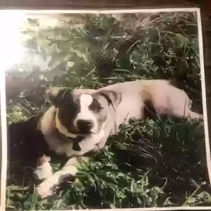 lost male dog buster