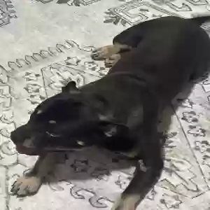 found male dog unknown