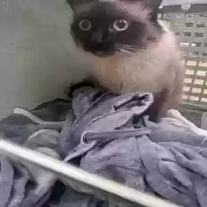 found female cat fractal
