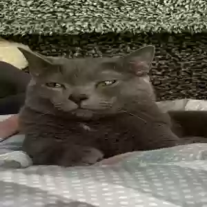 lost male cat stoner