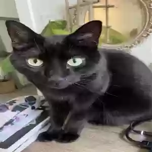 lost male cat remy