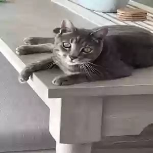 lost male cat sailor