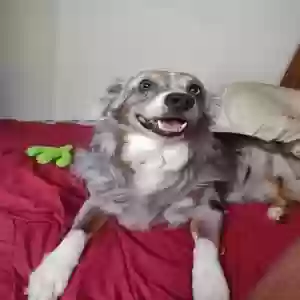 lost male dog star