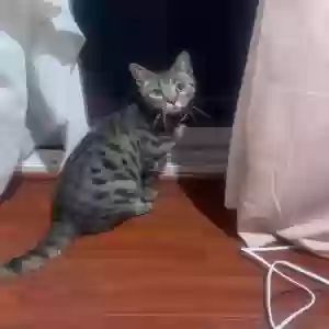 lost male cat cleo