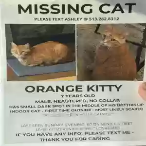 lost male cat orange kitty