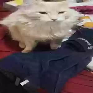 lost male cat goldy
