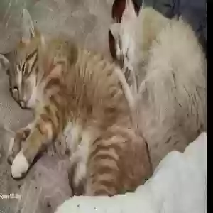lost male cat baby
