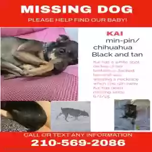 lost female dog kai