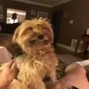 lost female dog bella boo