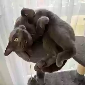 lost male cat unknown