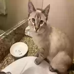 lost female cat cinder