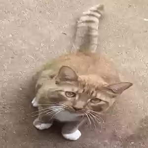 lost male cat simba