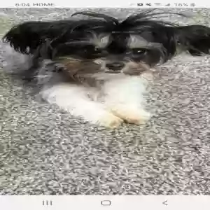 lost female dog zuri