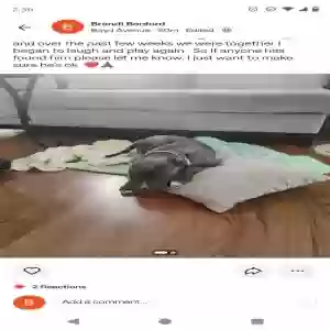 lost male dog unknown