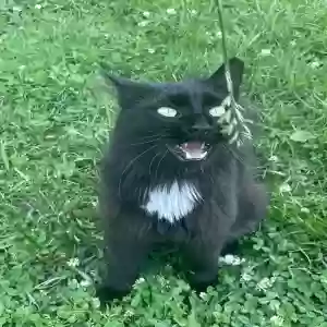 lost male cat fluffy