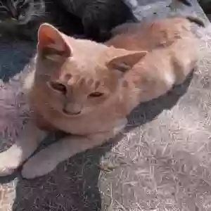 lost male cat jake