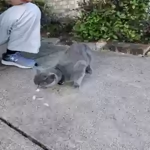 found male cat unknown