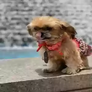 lost female dog penelope