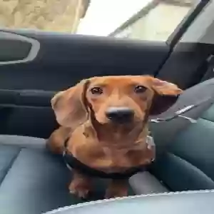 lost male dog stevie