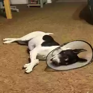 lost female dog oreo
