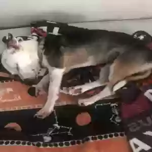 lost female dog manchas