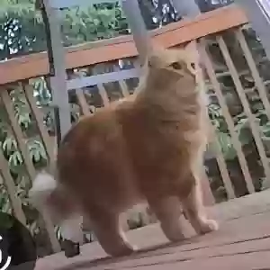 lost female cat gg