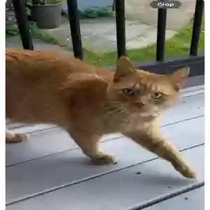 lost male cat unknown