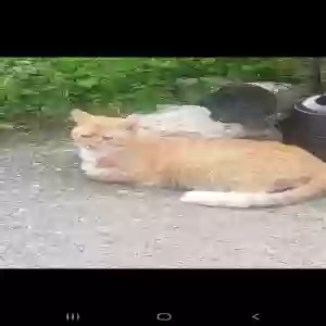 lost male cat agent orange(aka orange kitty)