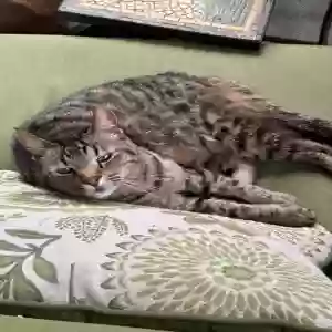 lost male cat matrix