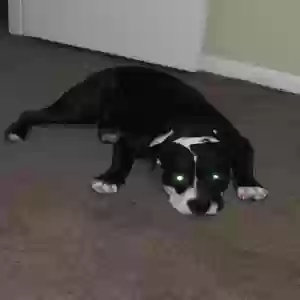 lost male dog smoke