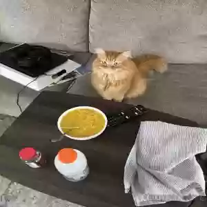 lost male cat charlie