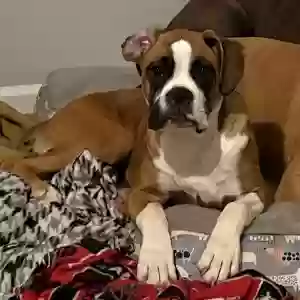 lost female dog wednesday