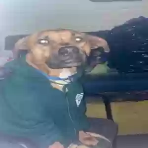 lost male dog benji