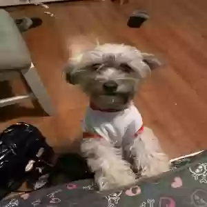 lost female dog unknown