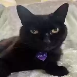 lost female cat bella
