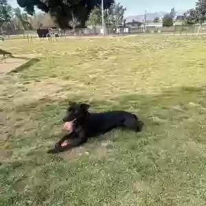 lost female dog mae